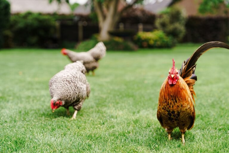 Zieke kip herkennen . Dierenarts voor kippen | De Kippenpraktijk