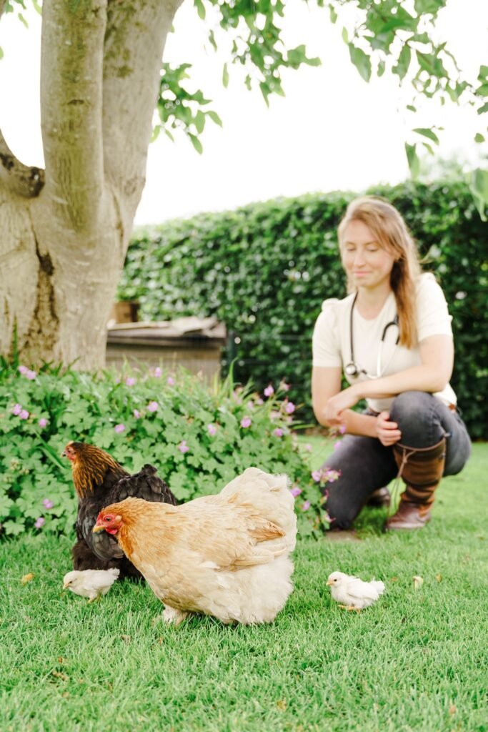De Kippenpraktijk - Dierenarts voor kippen 41