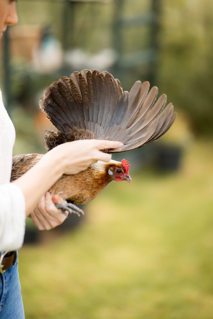 De Kippenpraktijk - Dierenarts voor kippen